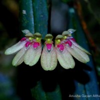 Bulbophyllum elliae Rchb.f.